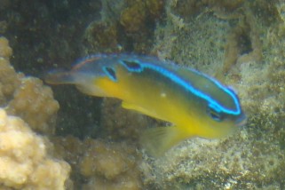 Pomacentrus trilineatus - Dreilinien-Demoiselle